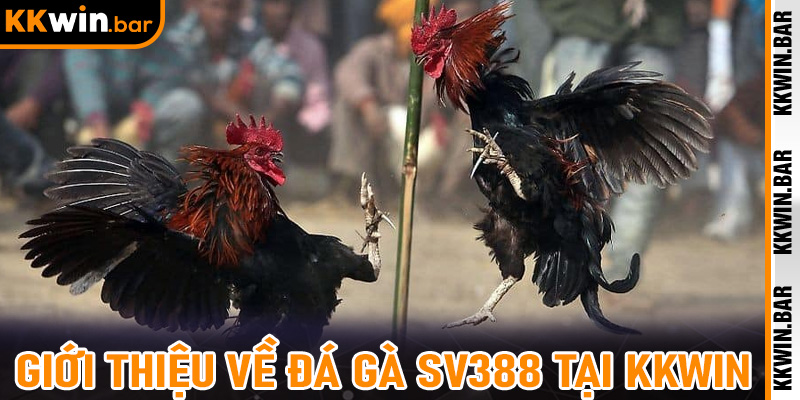 Giới thiệu về đá gà SV388 tại Kkwin