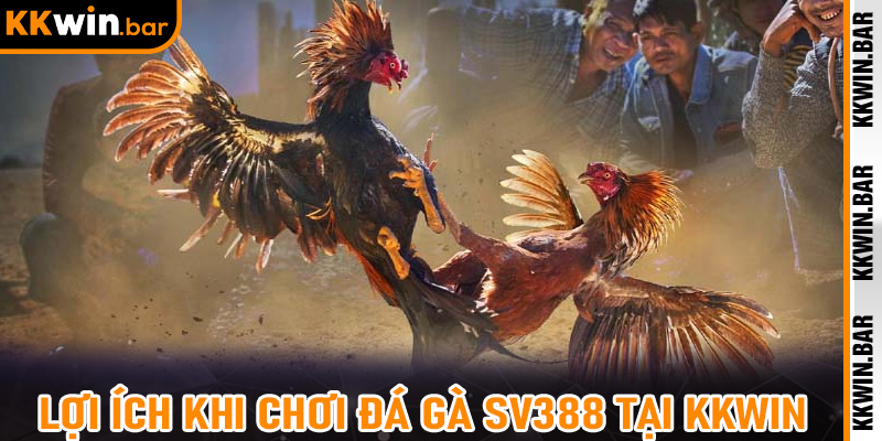 Lợi ích khi chơi đá gà SV388 tại Kkwin